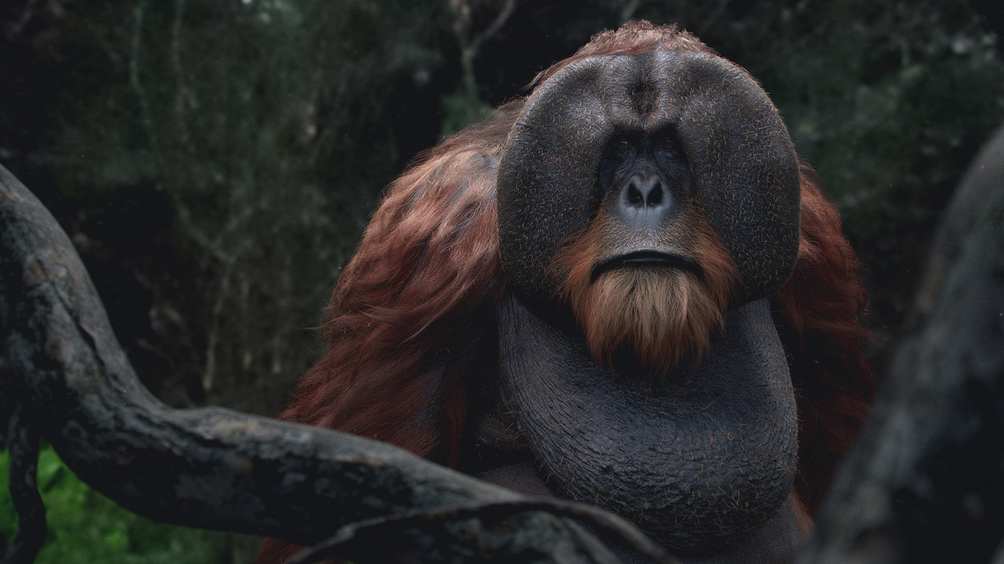 Orangutan_final_00_small.jpg