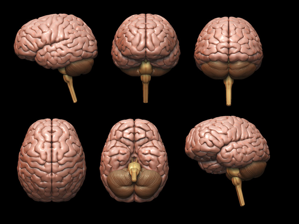 brain.jpg