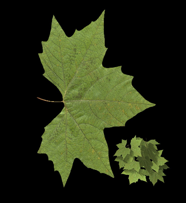 Leafe.jpg