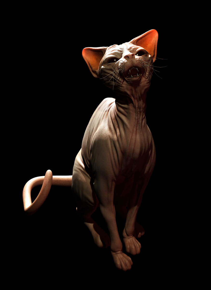 cat.jpg