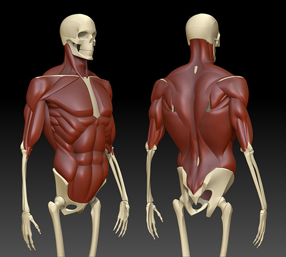 muscles03.jpg