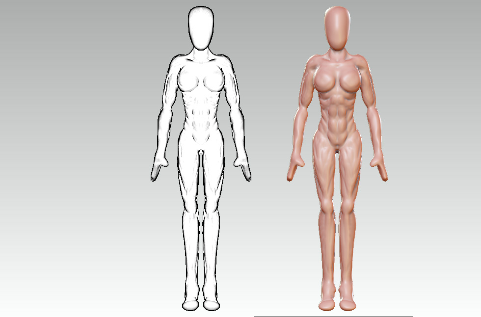FEMALE ANATOMY.jpg