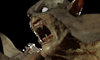 Rexxar_Progress_53a.jpg