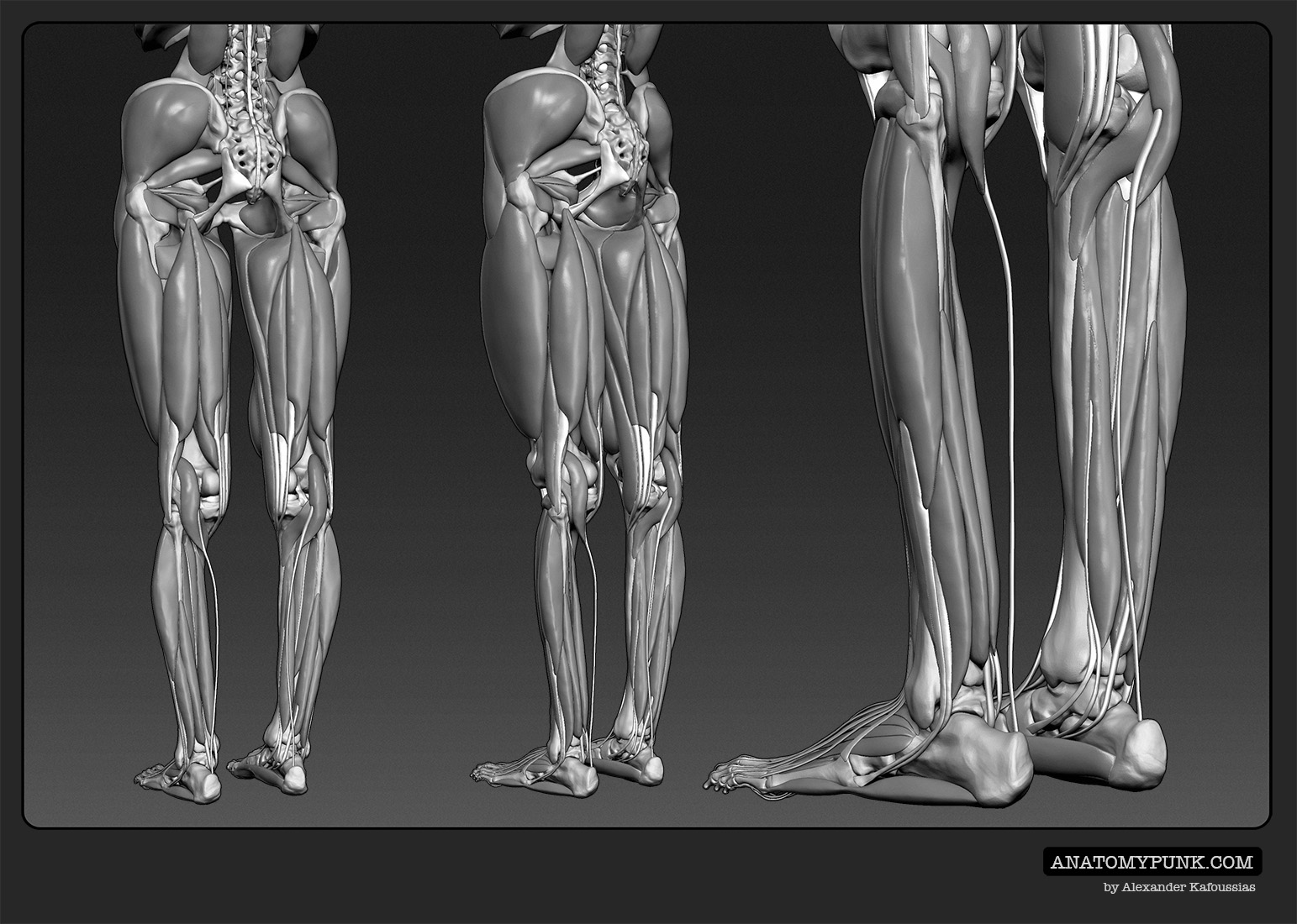 Muscles3_anatomypunk.jpeg