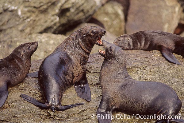 guadalupe-fur-seal-arctocephalus-mexico-photo-02296-212779.jpg