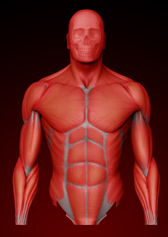 STARTMUSCLES2.jpg