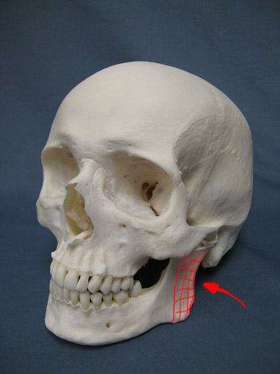 Caucasian_Human_Skull.jpg