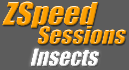 ZSS---Insects.jpg