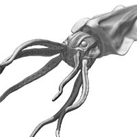 tn_squid2thumb.jpg