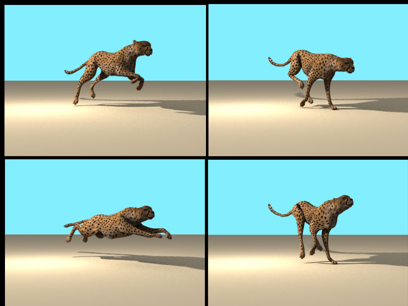 cheetah_05.jpg