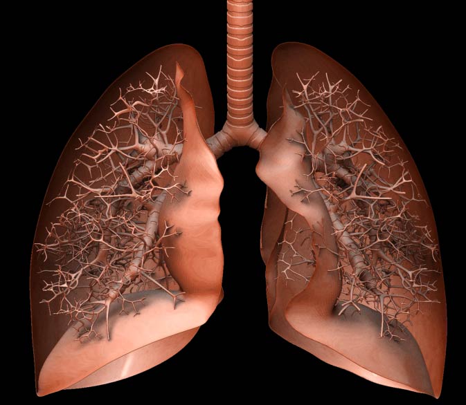 LUNGS.jpg