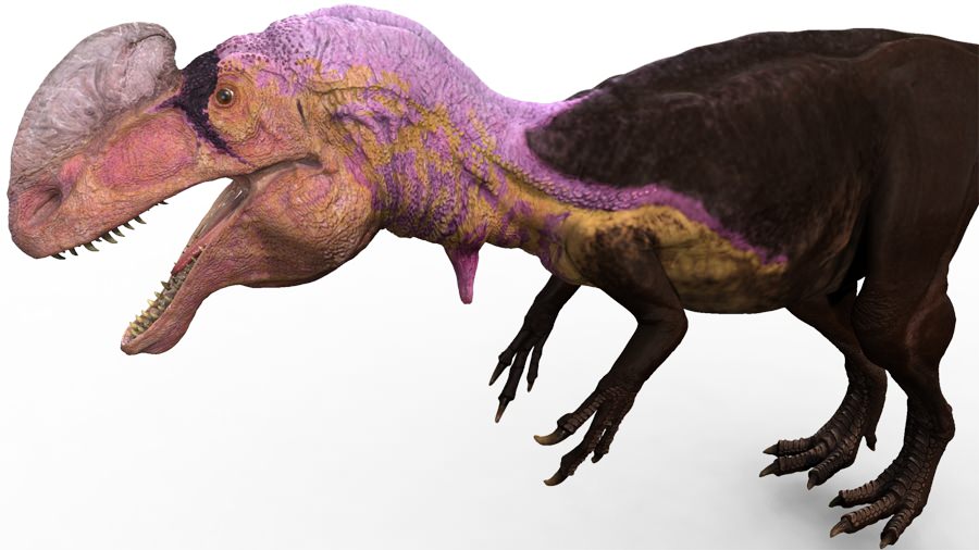 guanlong5.jpg