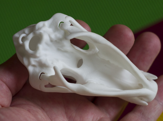 bear-skull-jointed-plastic-3d-print-05.jpg