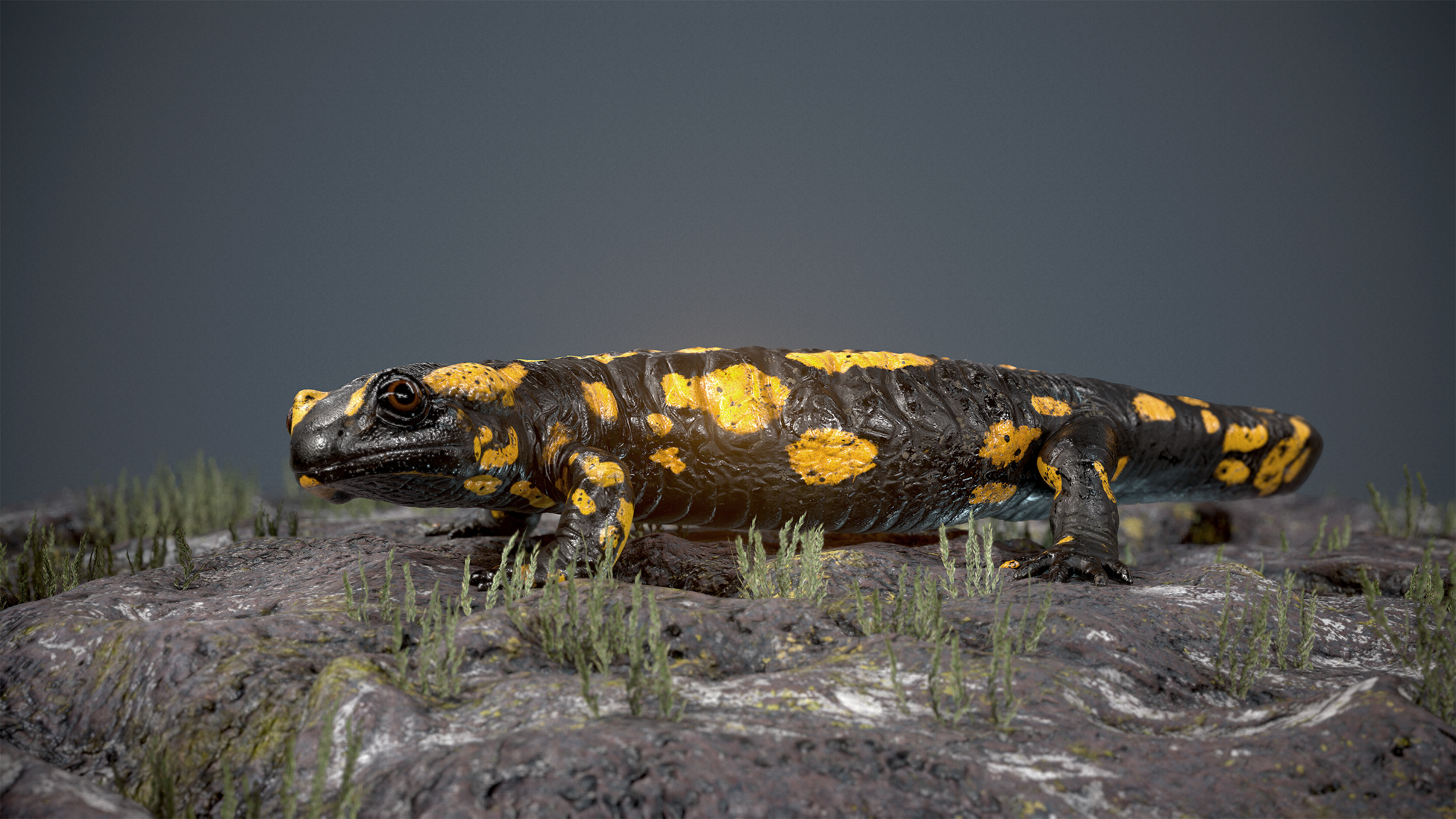 salamander3