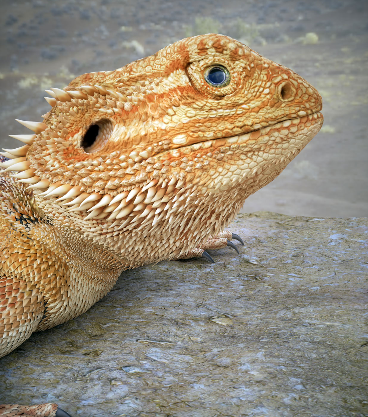 Bearded-Dragon-Beauty5
