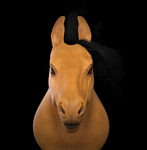 Horse5