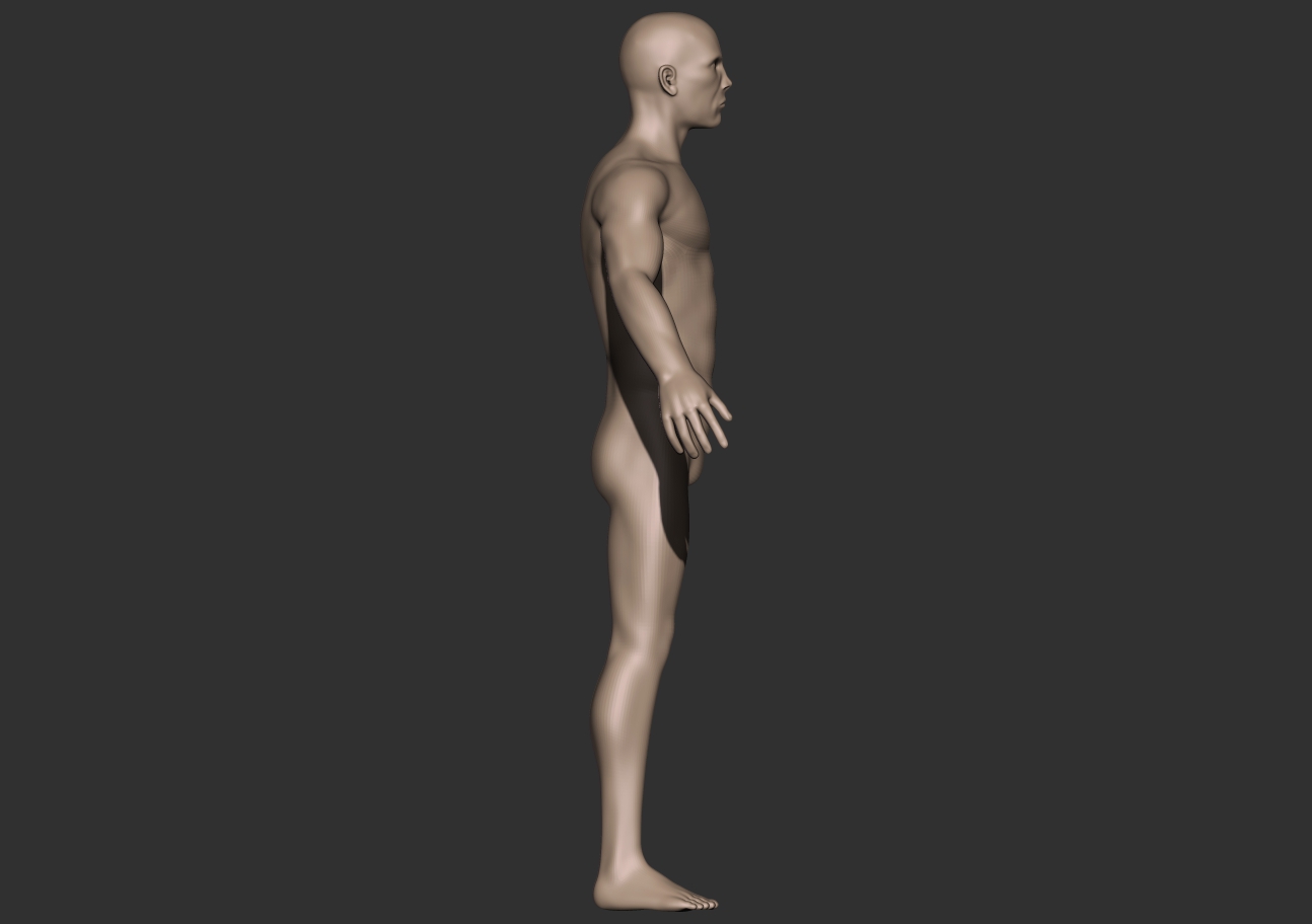 male anatomy_profile.jpg
