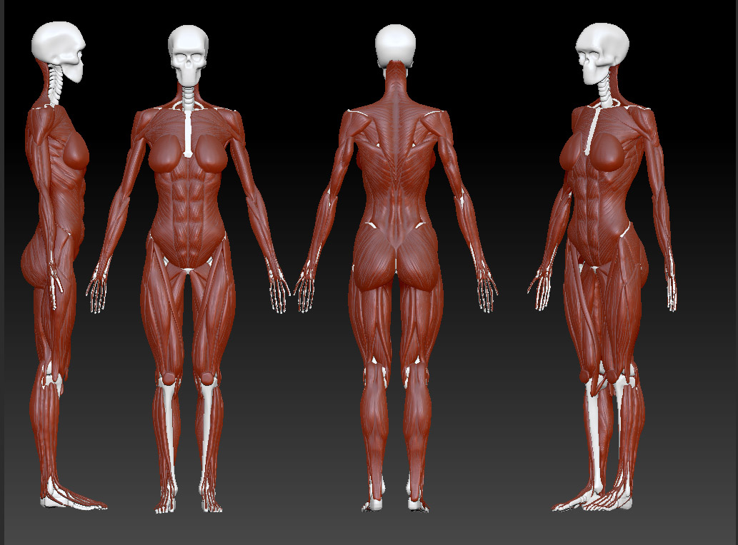 Female anatomy 1.jpg