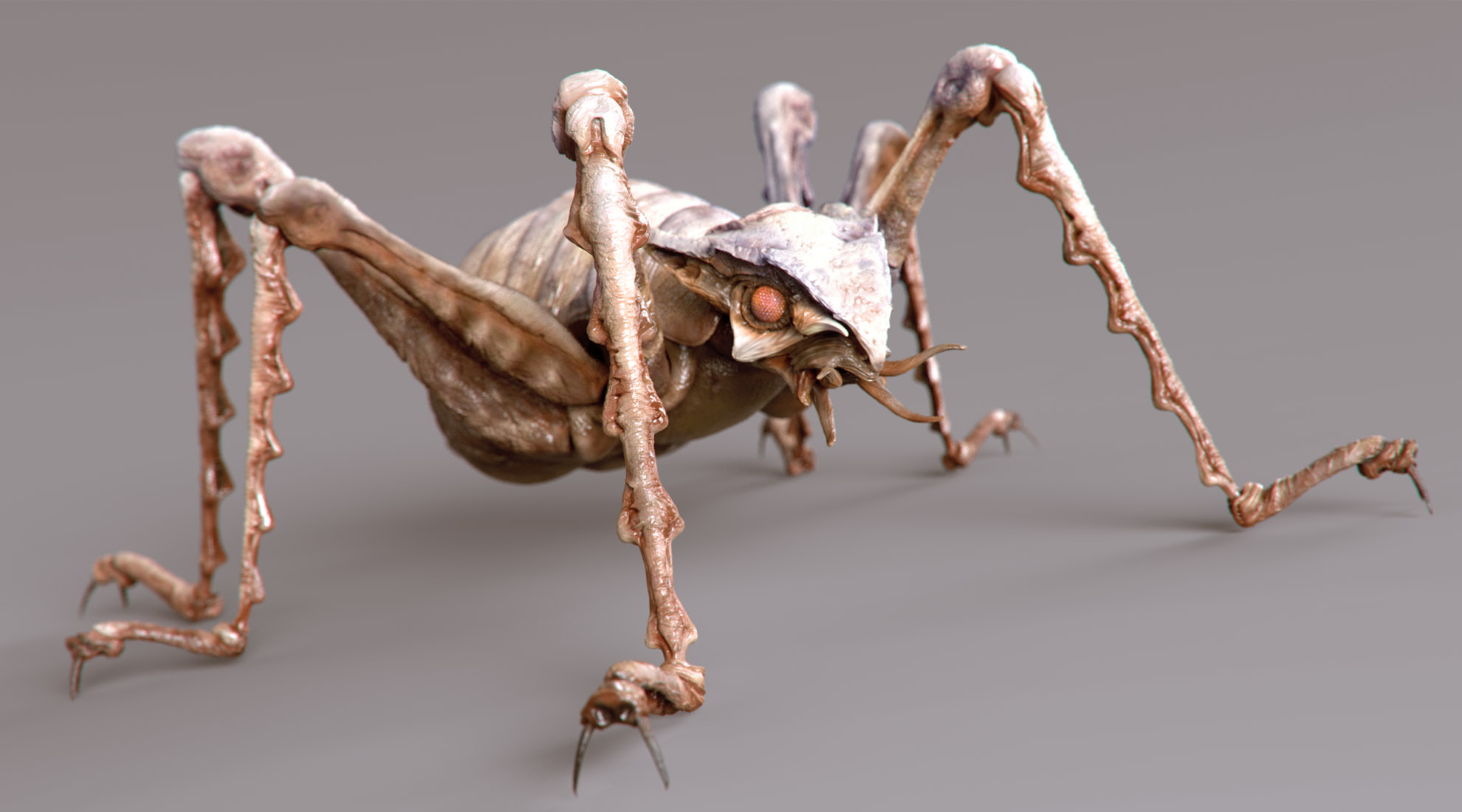 Insecte.jpg
