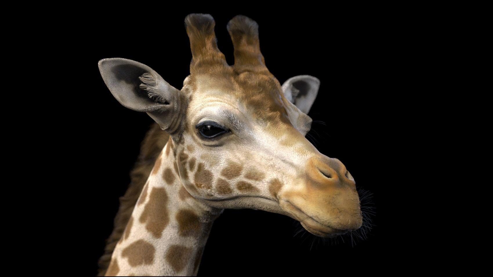 giraffe.jpg