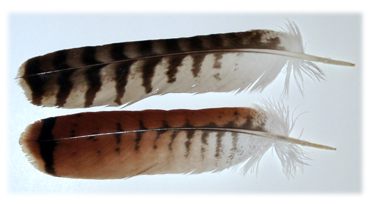 tail_RT.jpg
