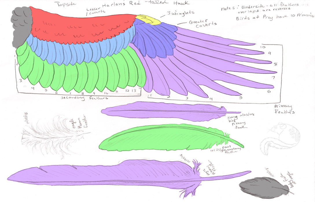 bird_anatomy__wing_and_feather_Bird-Wing-Anatomy-example-best-detail-ideas-free-purple-image.jpg