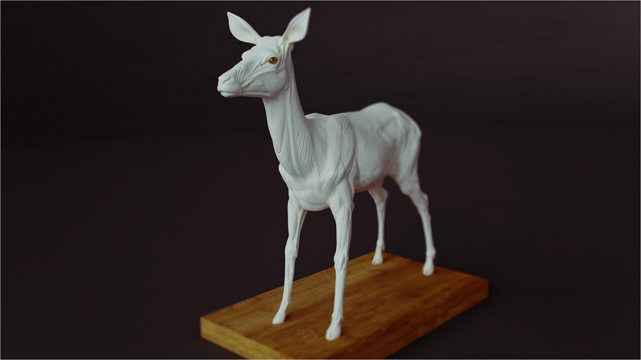 deerAnatomy_009b.jpg