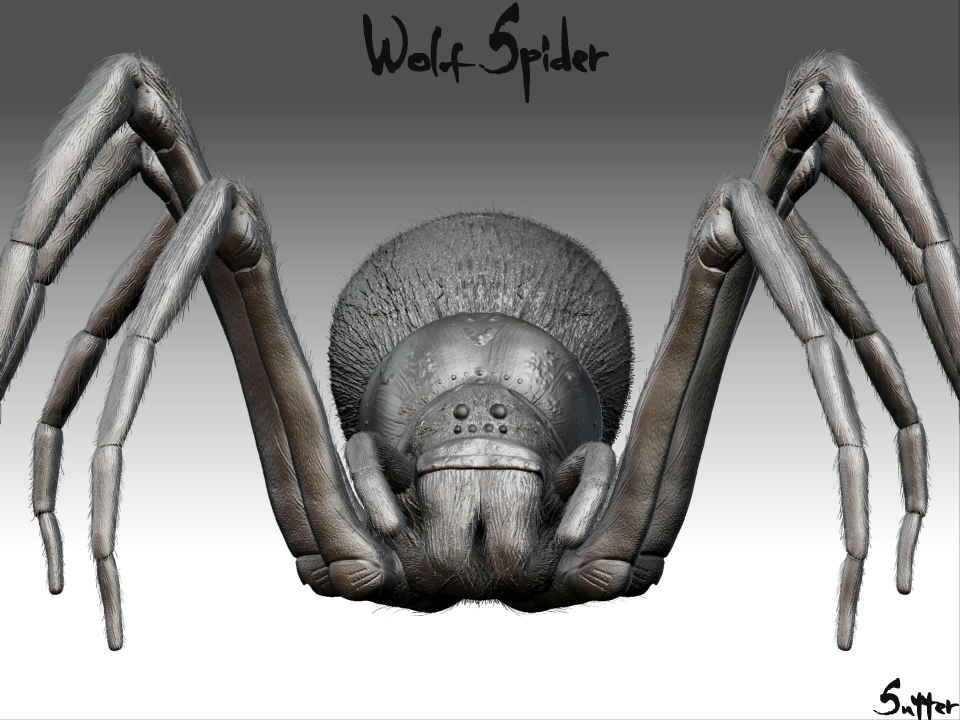WolfSpiderUnposed1.jpg