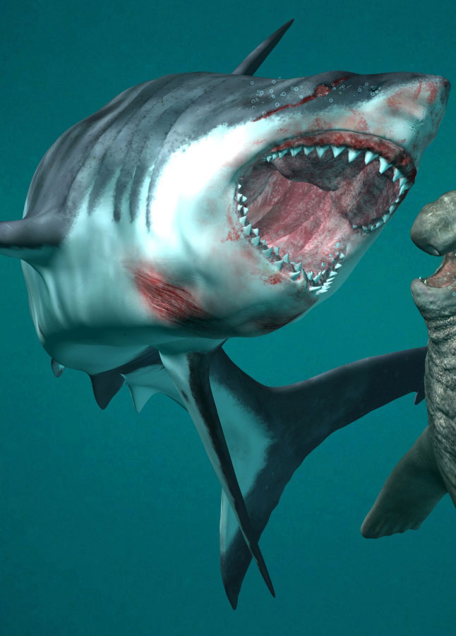 testsharkod8.jpg