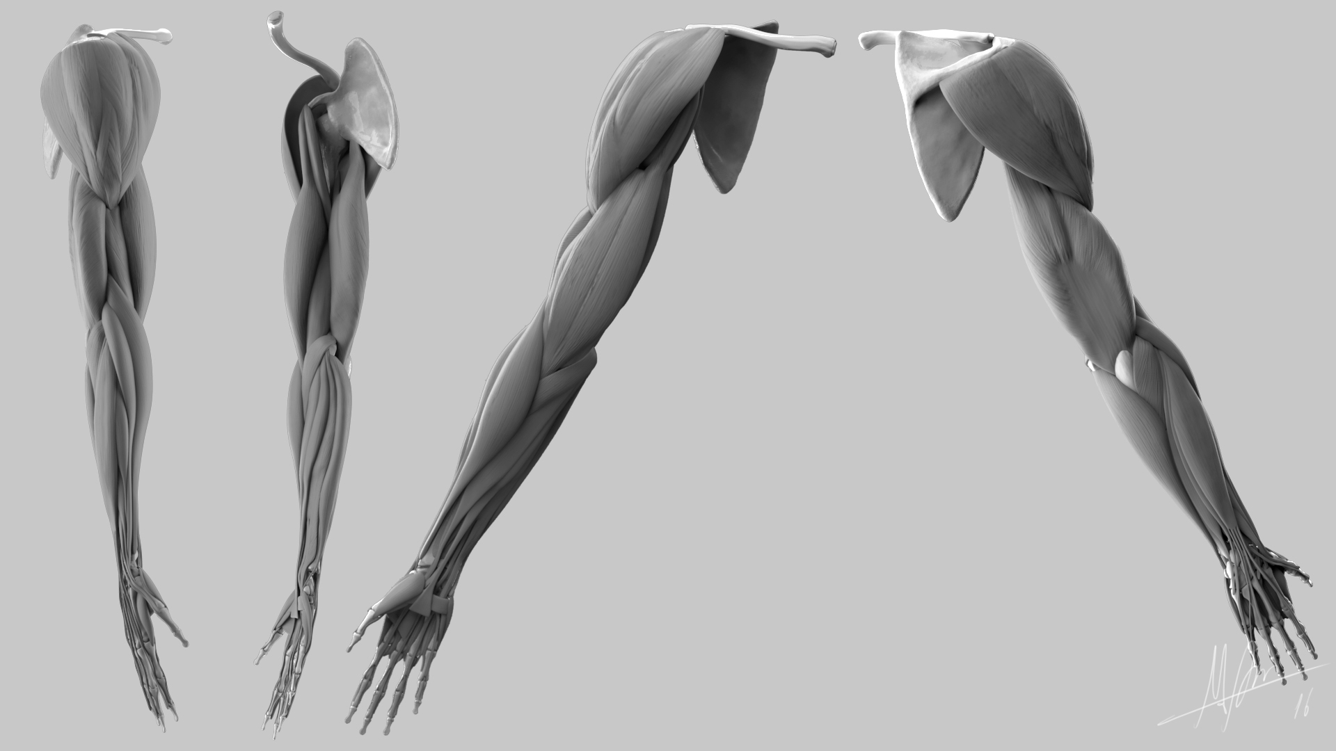 muscles-arm.jpg