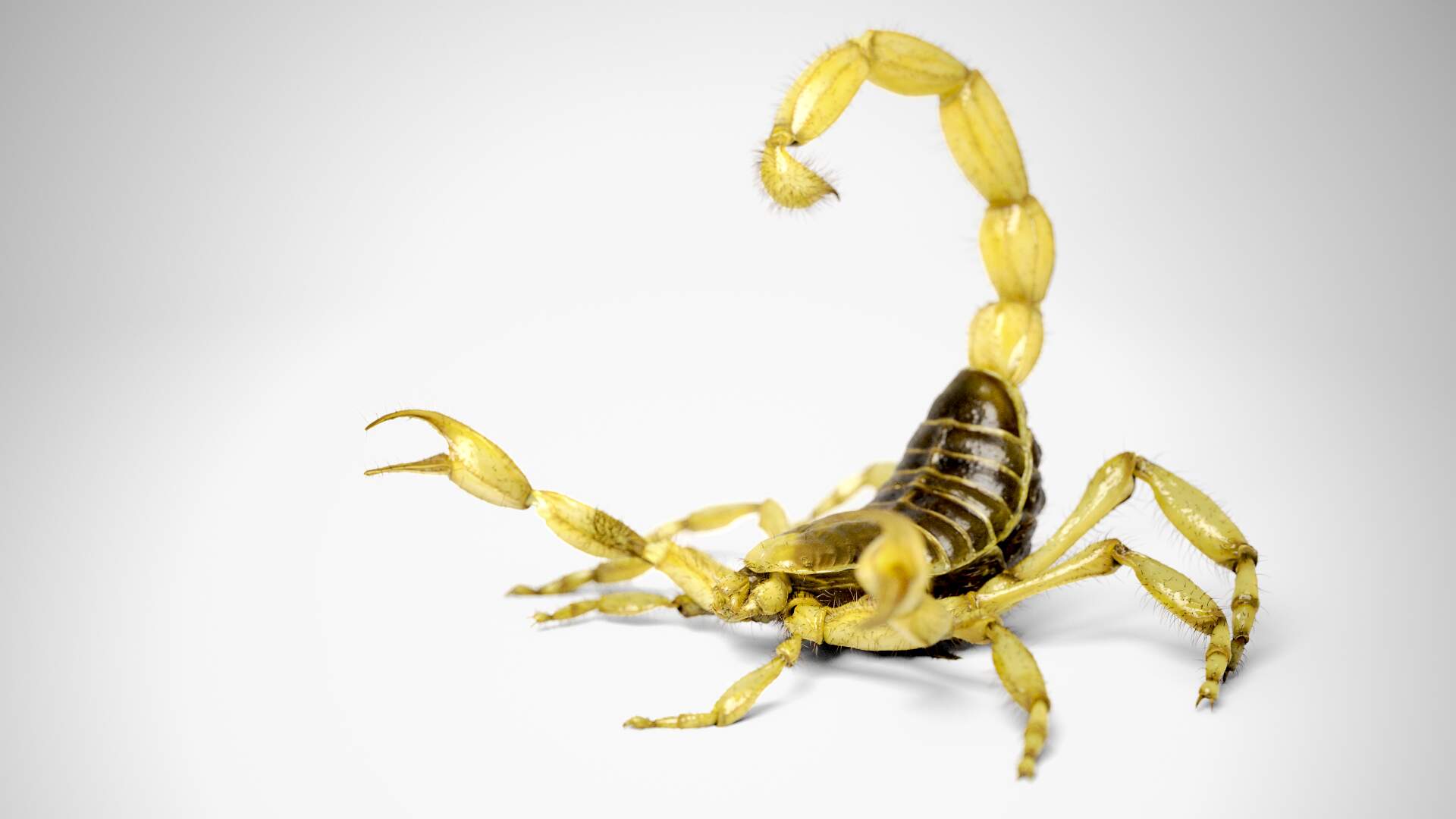 H_anzaborrego_whitebox_render_02