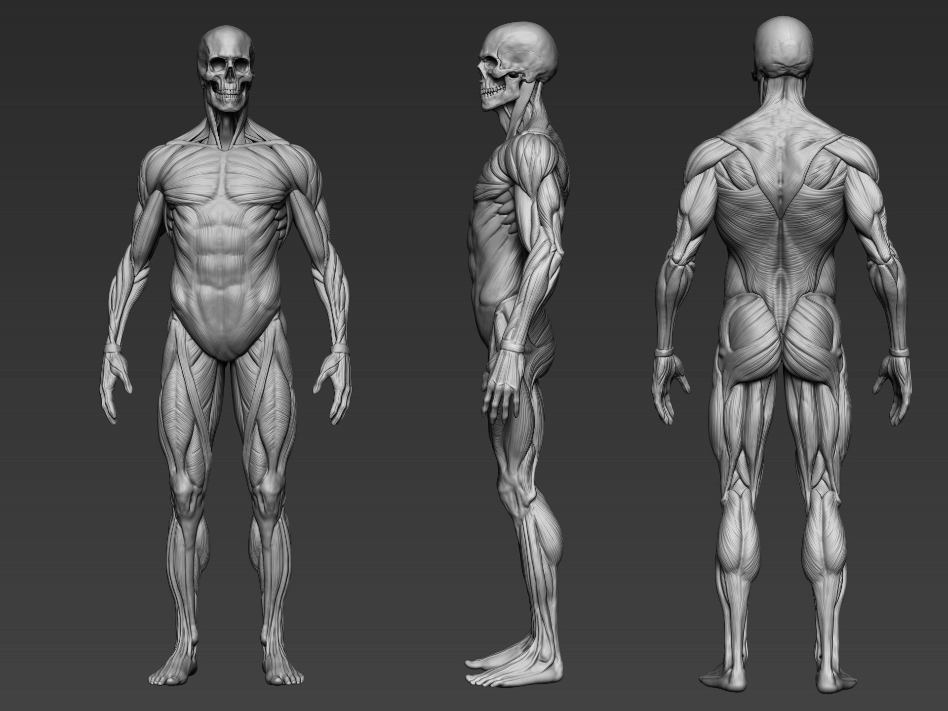 artistic anatomy in zbrush