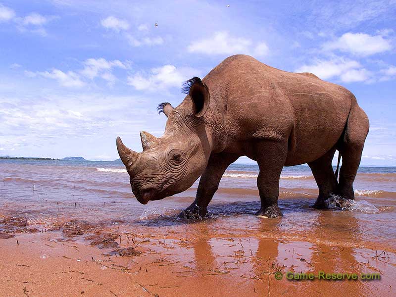 Black_Rhino_800x600.jpg