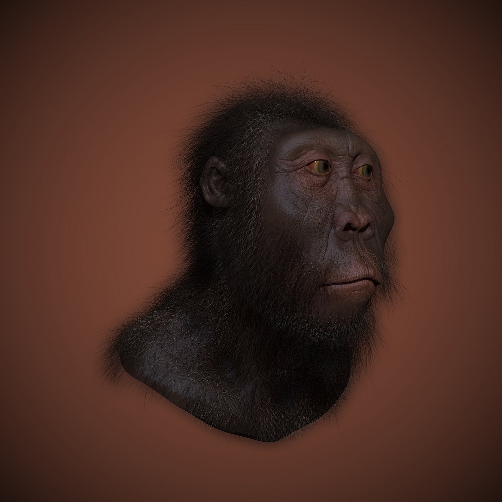 Paranthropus LARGE2 DARK2
