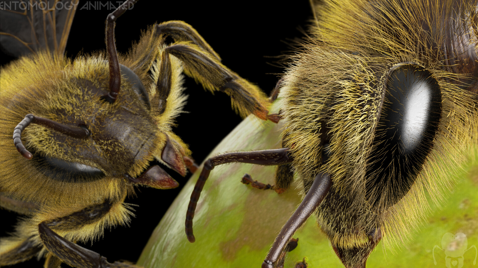 eric-keller-arnold-pear-render-4