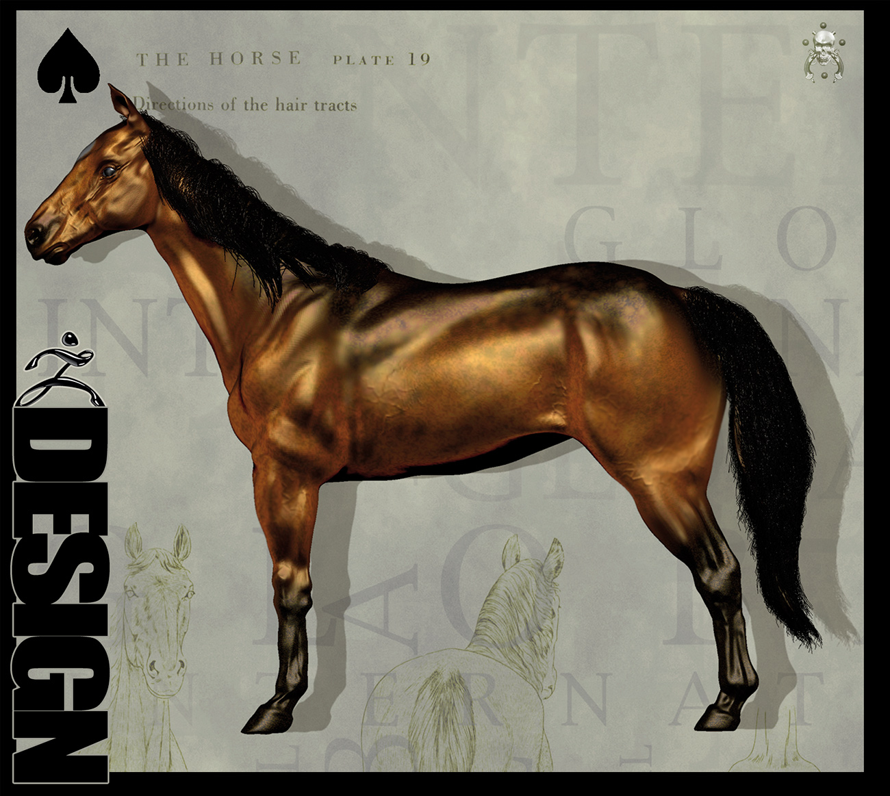 horse.jpg