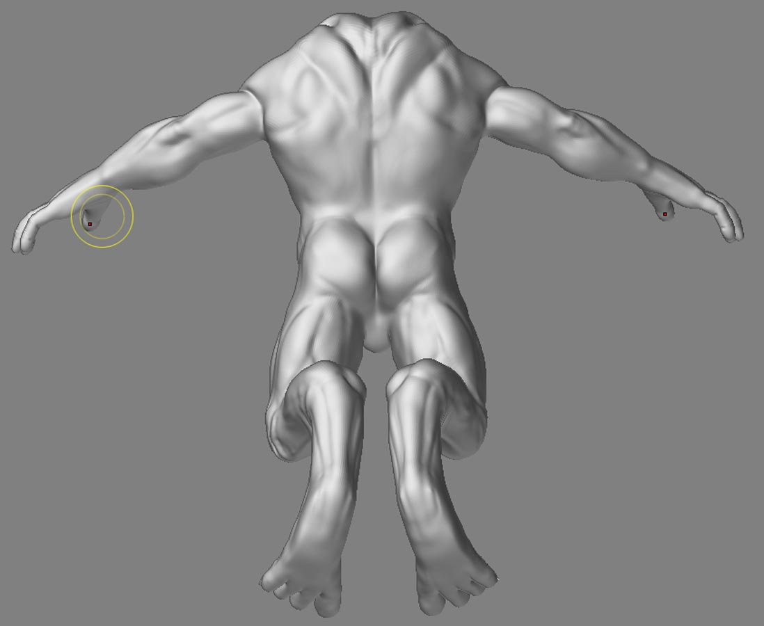 anatomyfin3.jpg