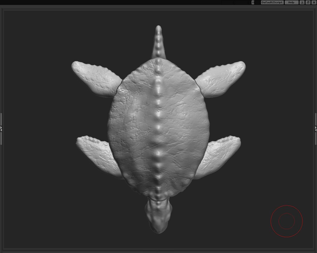 sea turtle.JPG