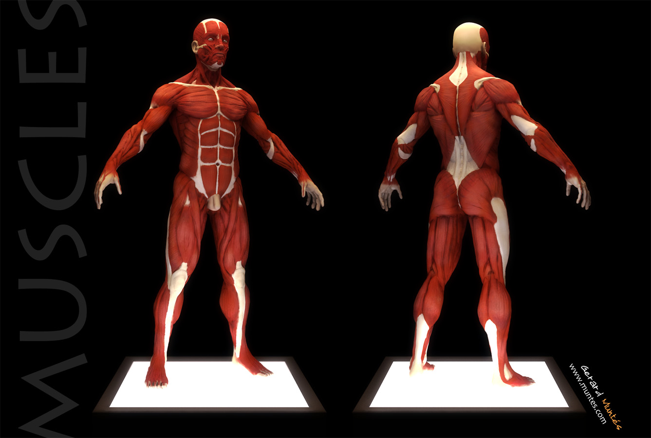 muscles_persp.jpg