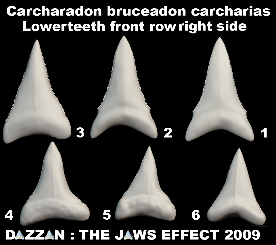 BRUCEUPPERJAWTEETHSET6lo.jpg