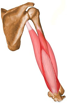 tricep.jpeg