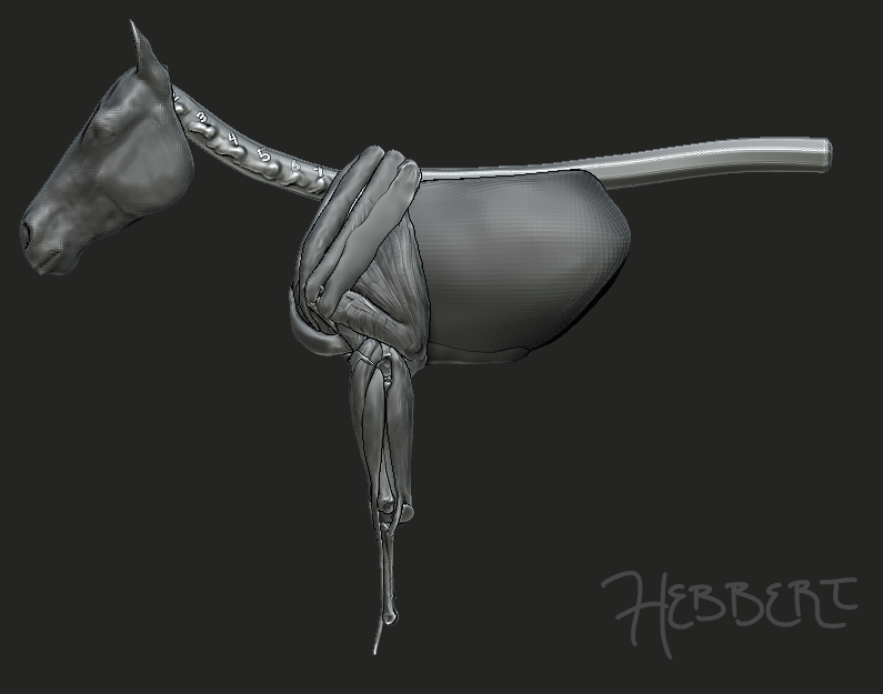horse_fore.png