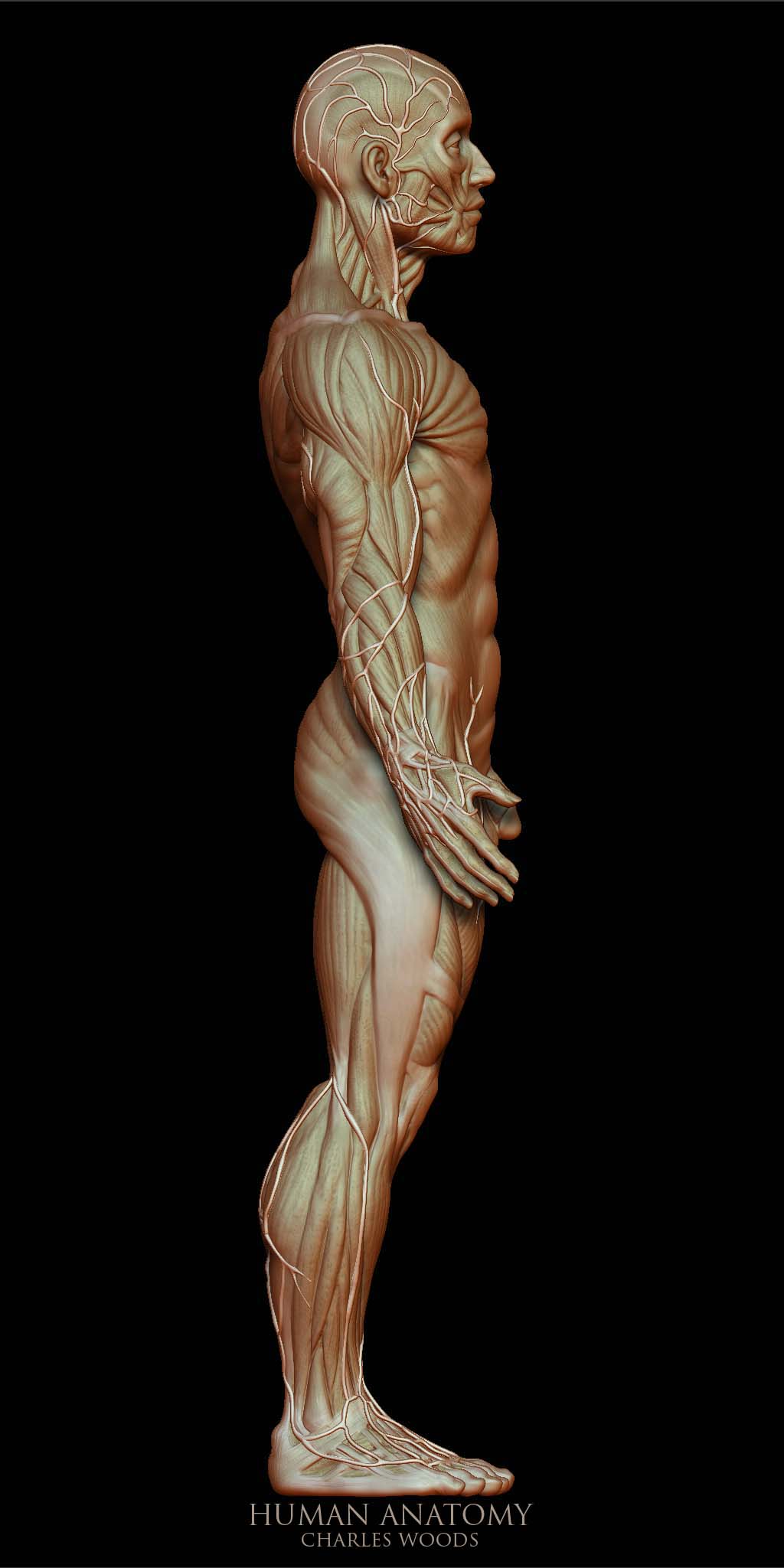 Woods_15c.jpg