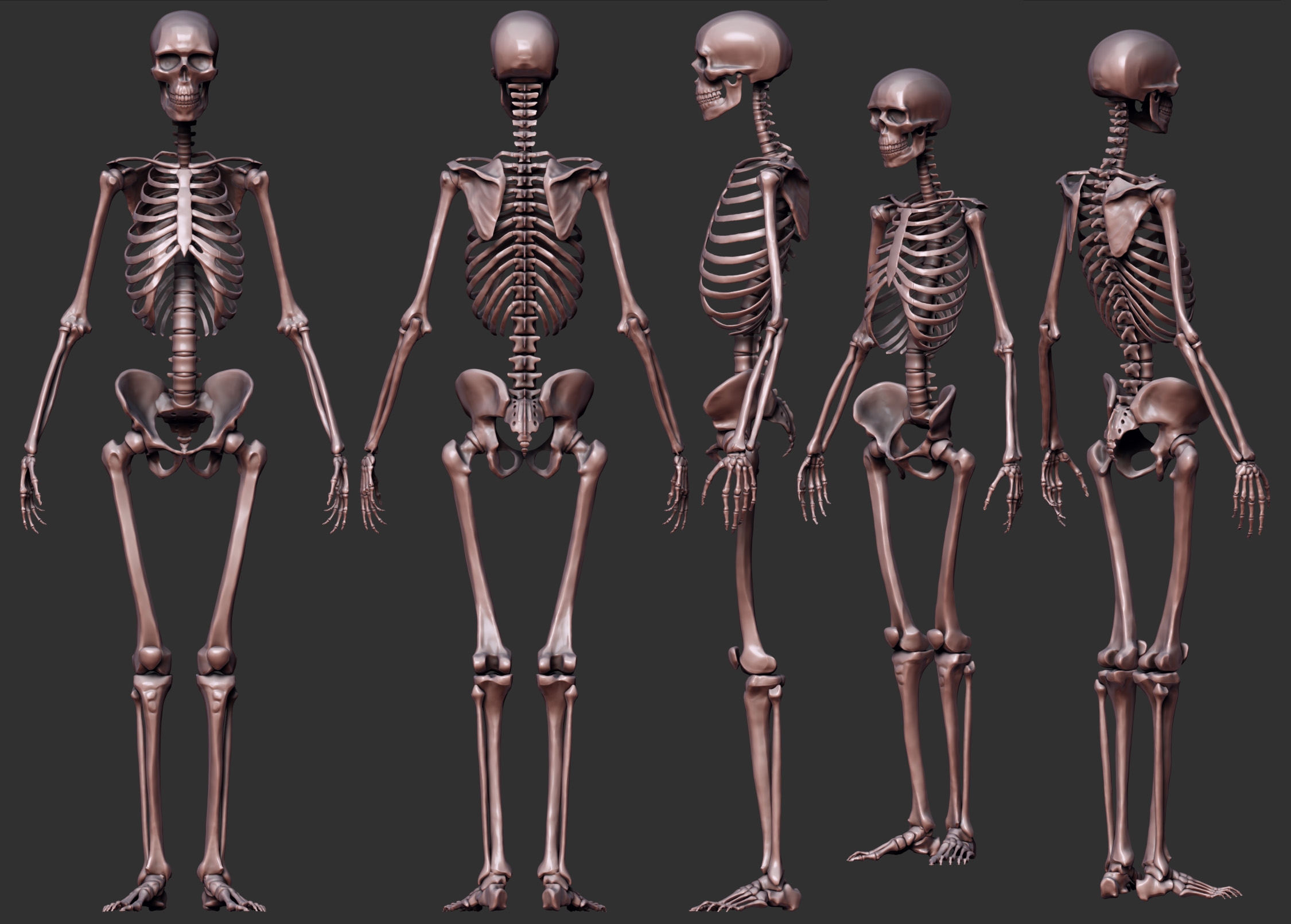 Skeleton_Big.jpg