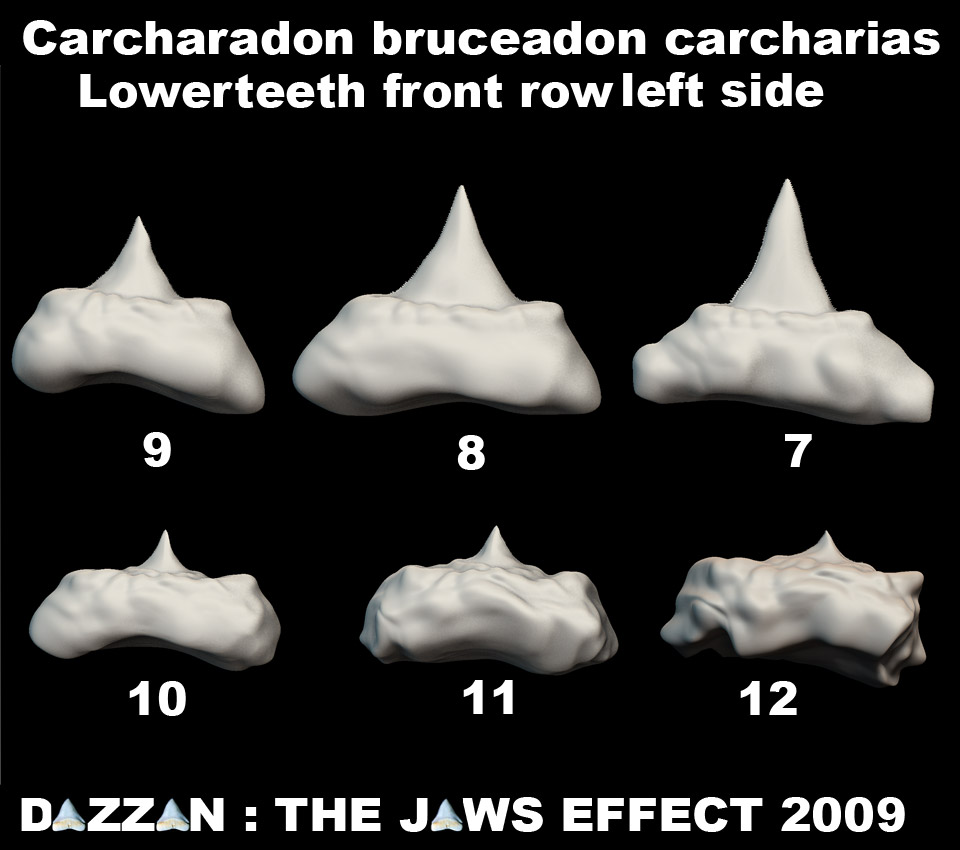 BRUCEUPPERJAWTEETHSET8lo.jpg