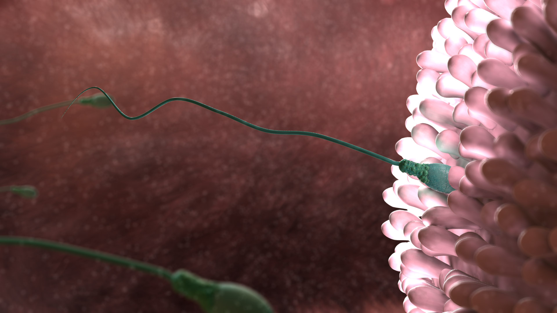 SPERM PENETRATION.jpg