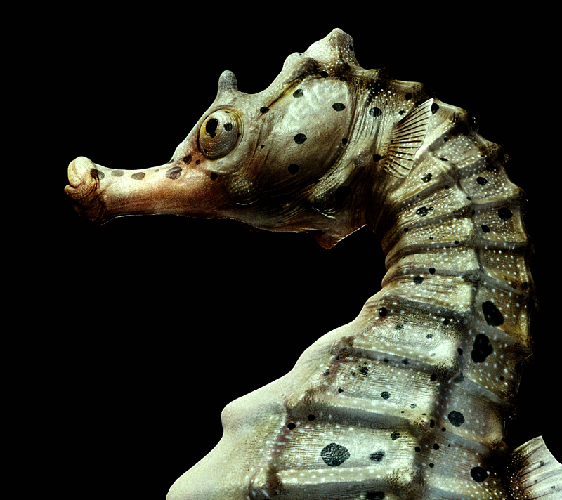 [Rander]-Big-velly-Sea-horse.jpg