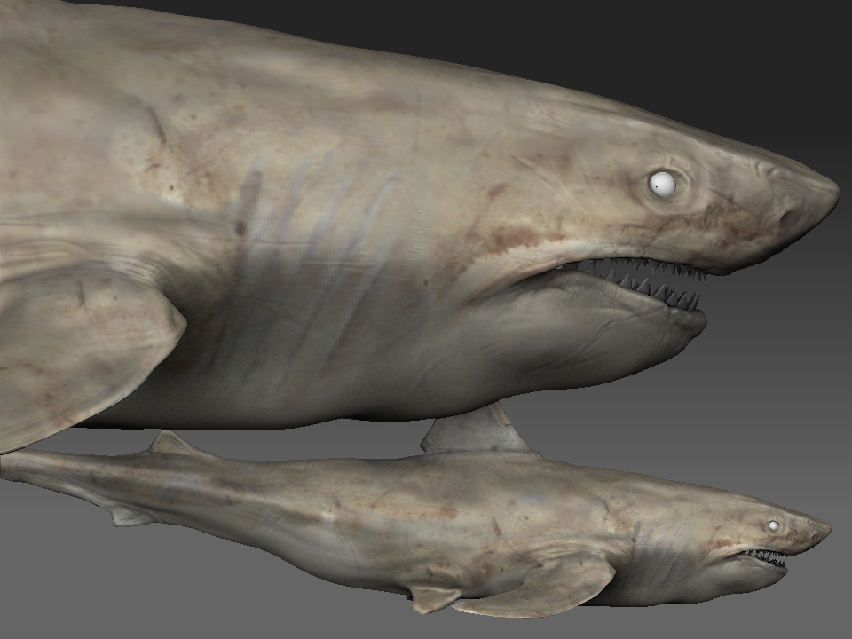 shark_detail.jpg