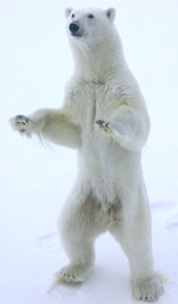 StandingBear.jpg