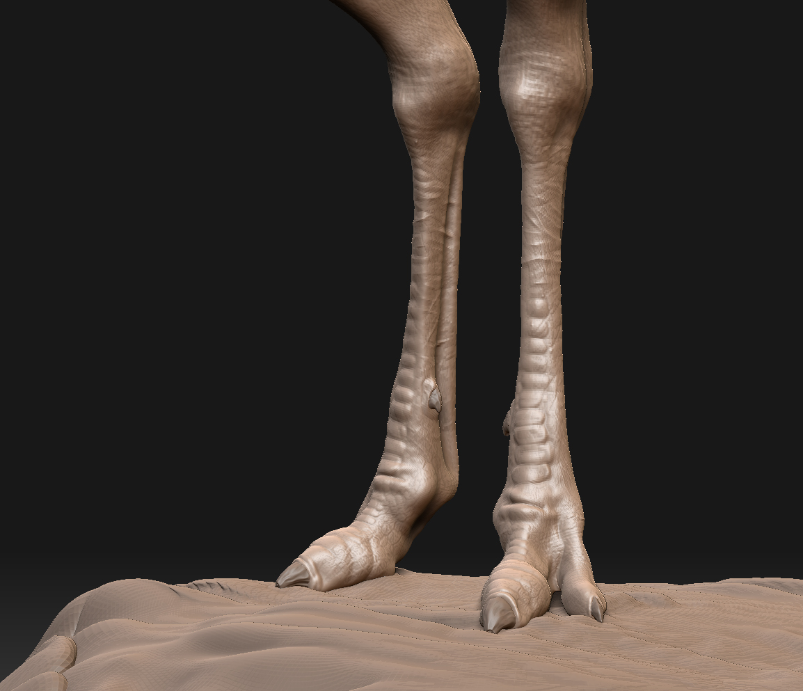 ostrich_wanderer_full_close-up8.jpg